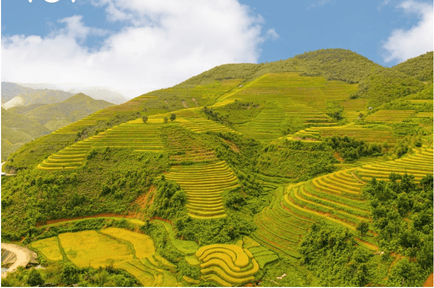 Những ruộng lúa bậc thang ở bản Xím Vàng mùa lúa chín.