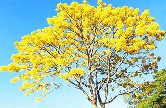 高原の黄金の季節