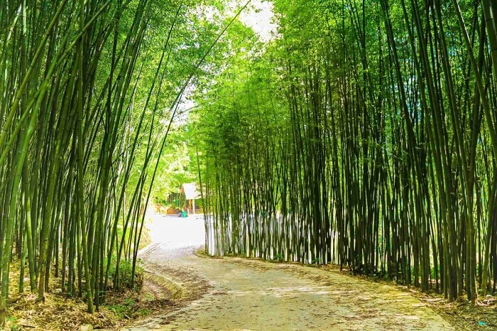 グエンビン竹林の静かな緑地。