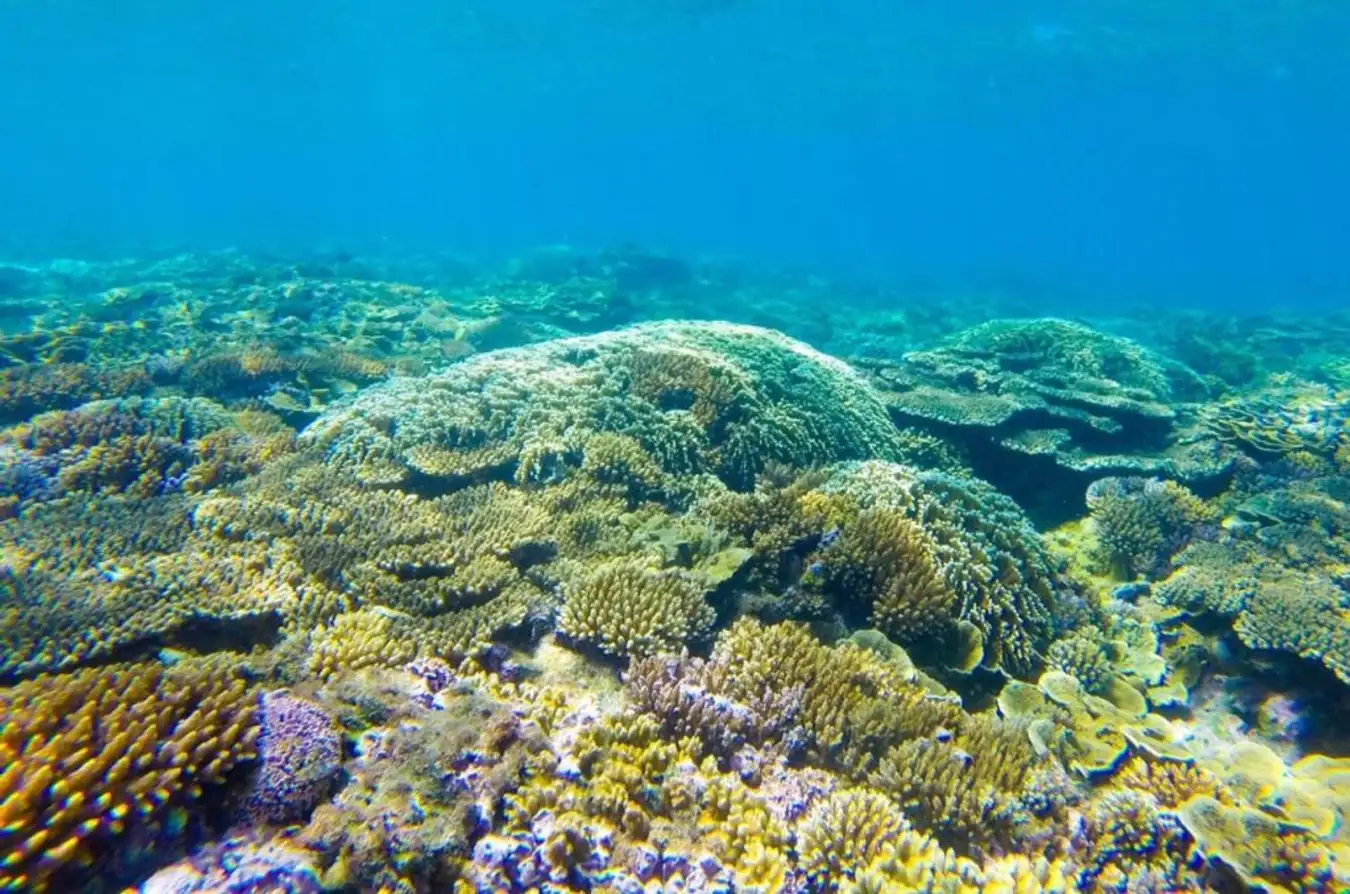 혼서 바다 바닥에 있는 산호초의 아름다움을 감상해보세요.