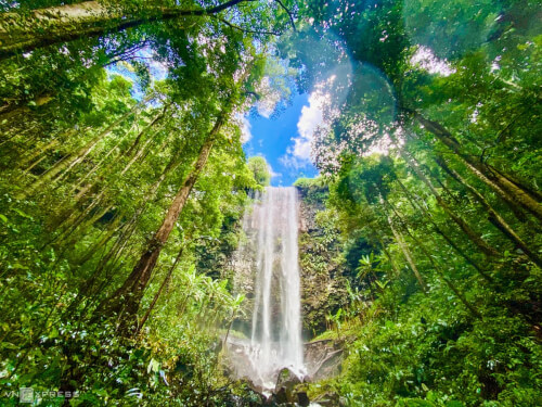 Vẻ đẹp thơ mộng của rừng thông Măng Đen