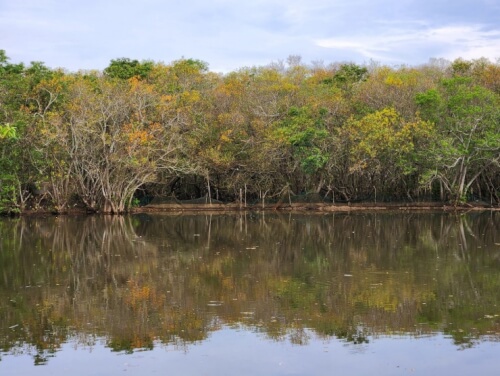 古都の希少なマングローブ原生林で紅葉の季節を愛でる
