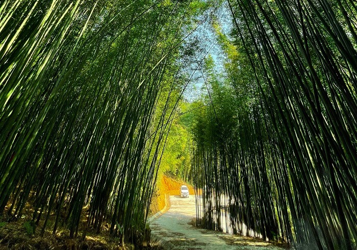 まるで剣劇映画に出てきそうな竹林。