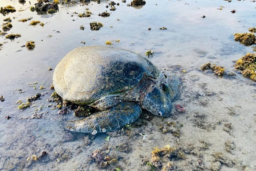 Vườn Quốc Gia Côn Đảo