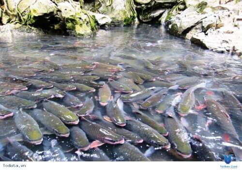 Suối Cá Thần - Điểm đến thú vị khi đến Thanh Hóa