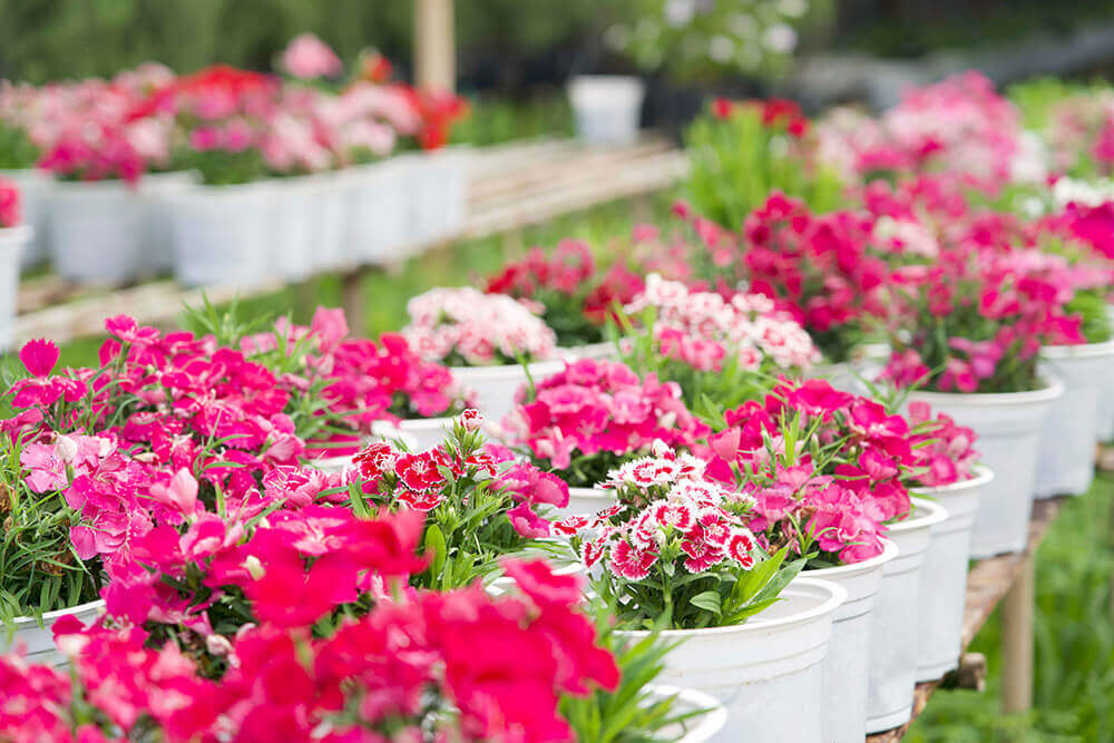 Làng hoa An Thạnh