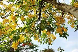 ハノイの街中に咲くカナリアの花を鑑賞