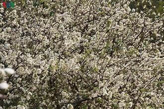 イェンバイの高地はサンザシの花で明るい