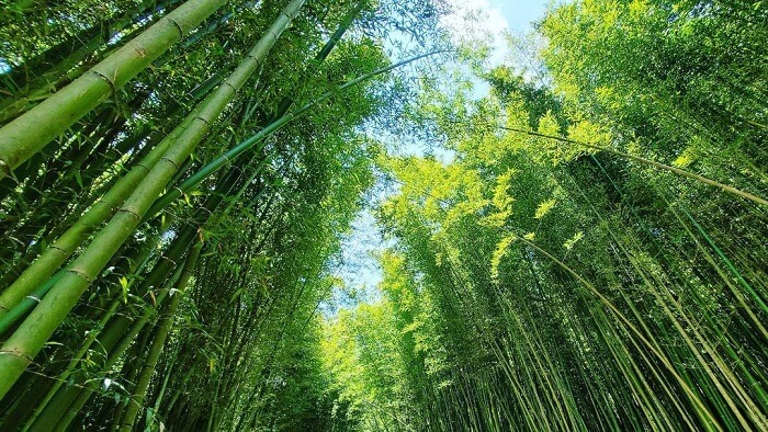 グエンビン地区のタンコンコミューンにある緑豊かな竹林。