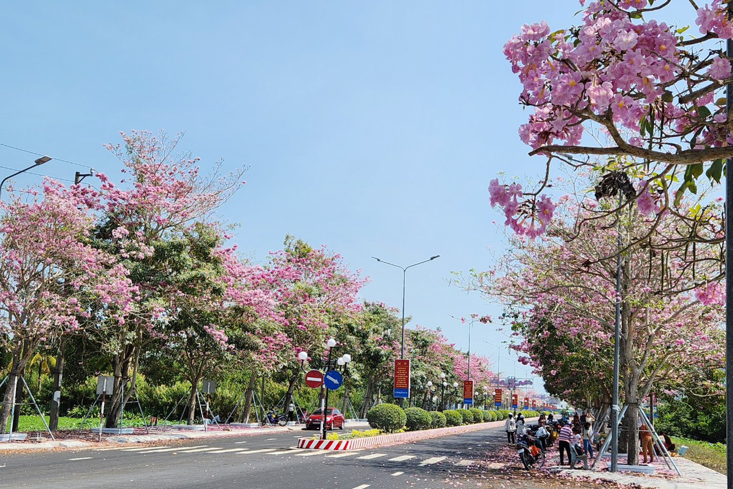 観光客は西部のユニークな「ピンクのトランペットタウン」へのチェックインで忙しい