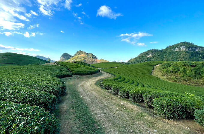 Đồi Chè trái tim