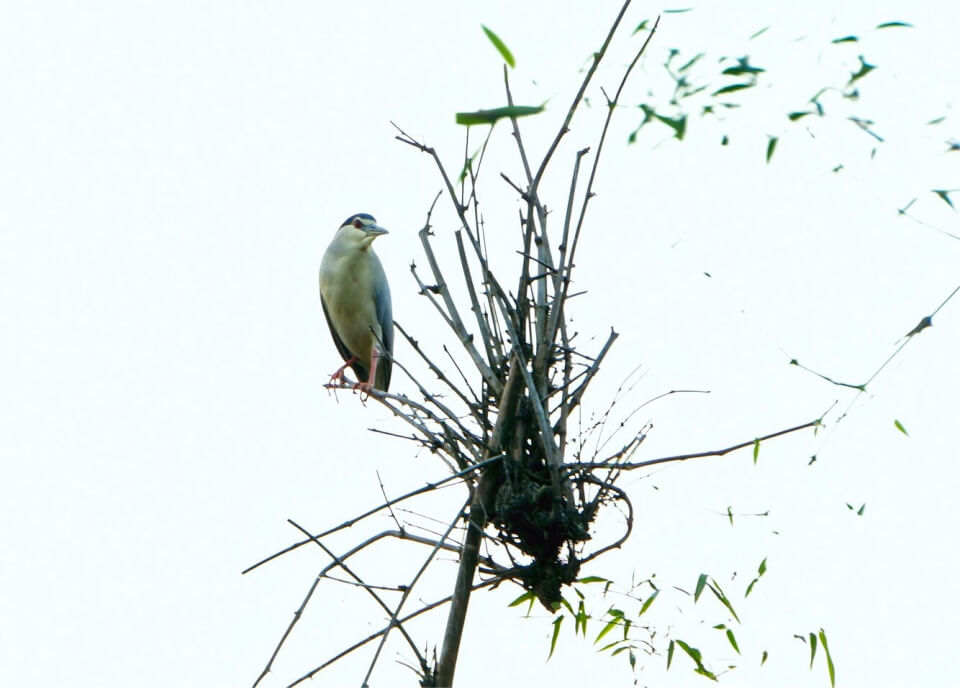 Đảo CòChi  Lăng Nam