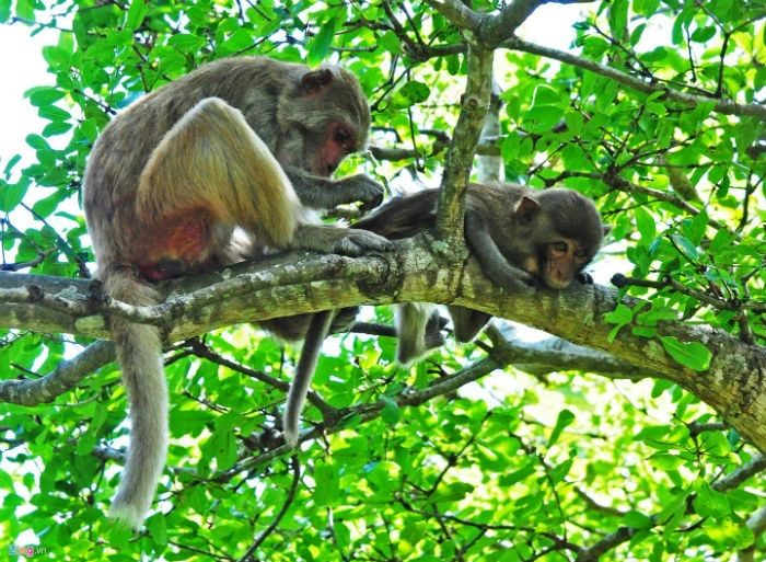 Explore the natural monkey garden
