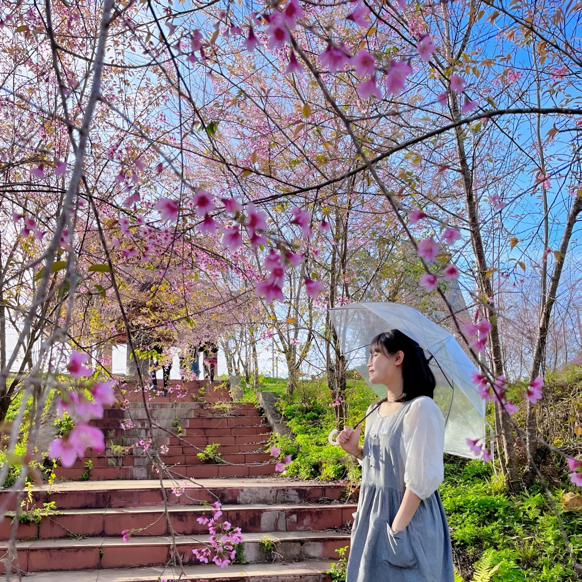 マンデンの桜に熱心にチェックインする若者たち