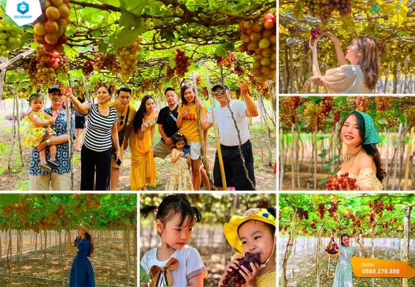 CAVE - GREENER - SHEEP FIELD