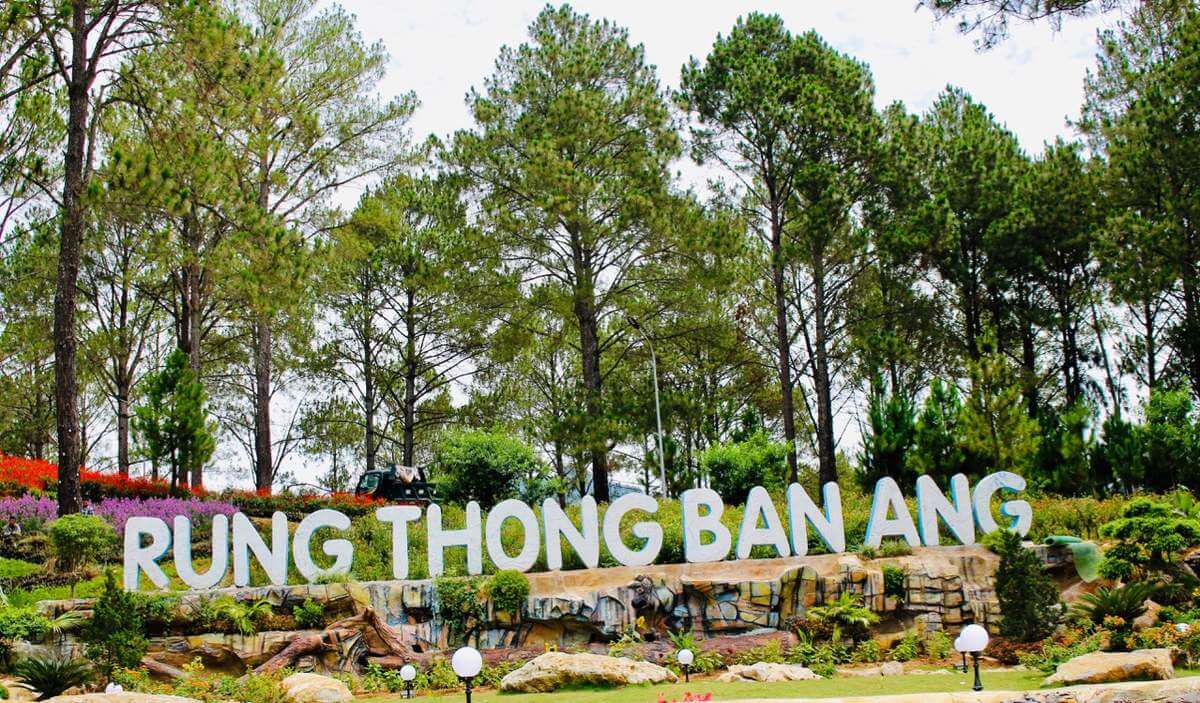 Ban Ang pine forest