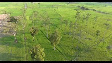 タライの油の木畑にチェックイン