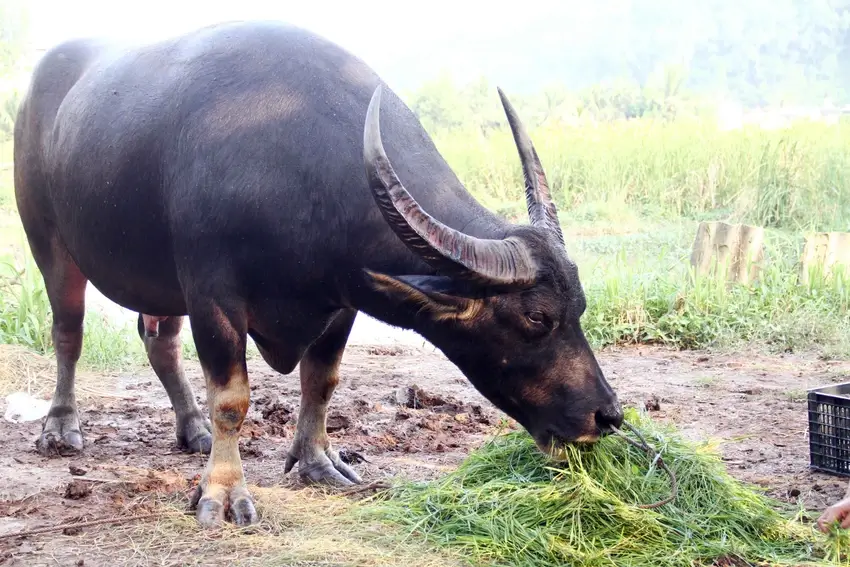 体重1.3トンの「ミスター」水牛が2023年ドソン水牛格闘祭で優勝