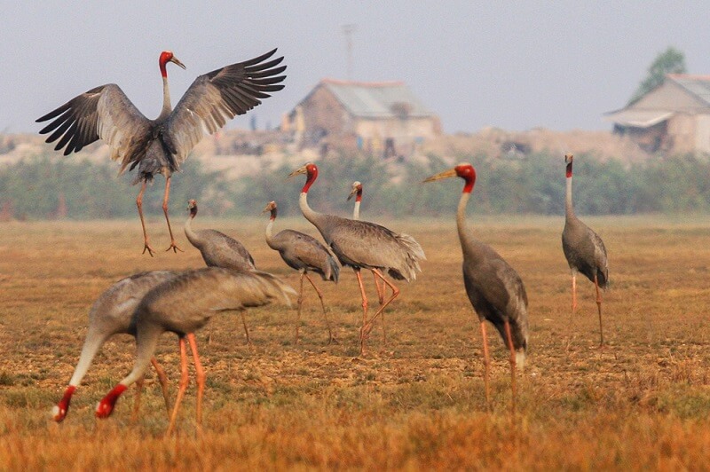 700 種以上の植物が生息するロー ゴ シャ マット国立公園は、ベトナムおよび世界のレッドブックに記載されている多くの希少な動植物種を保存する場所です。