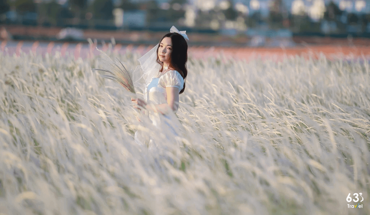 Cánh đồng cỏ lau bung nở trắng xóa,thu hút rất đông người trẻ