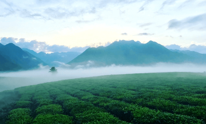 Đồi chè Tân Uyên .