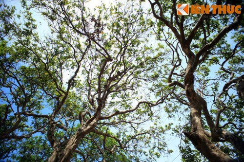 남부에서 가장 독특한 Bac Lieu longan 정원을 발견하세요