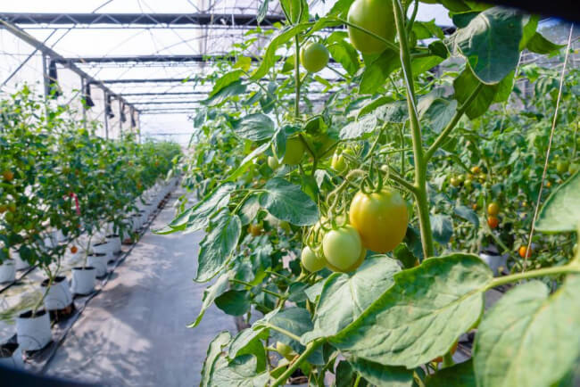 Vườn sinh thái Bảo Gia Trang Viên