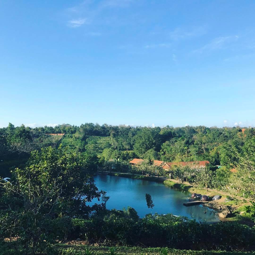 ジャングルの真ん中にある野生の風景は、コタム観光地域にとって非常に有益な背景です。