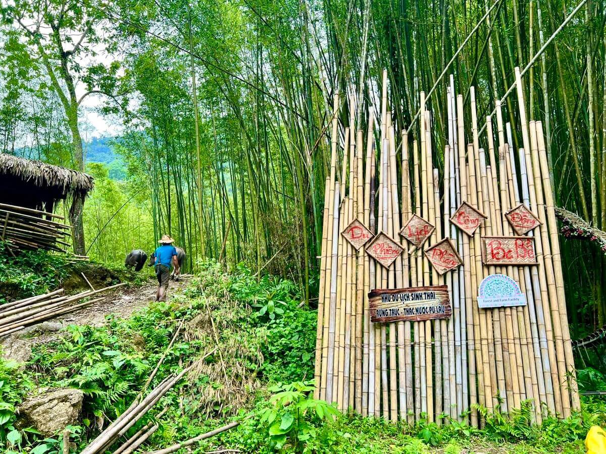 Rừng trúc Pù Lầu .