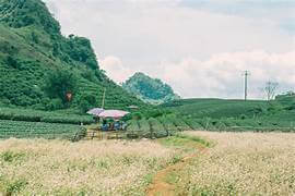 暑さを避けてモクチャウに来て、庭園でおいしい梅を楽しんでください。