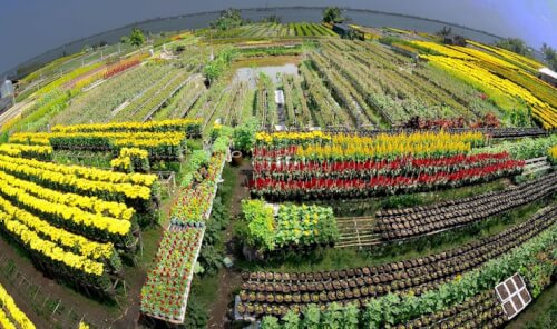 Cảnh đẹp làng hoa Kiểng Sa Đéc