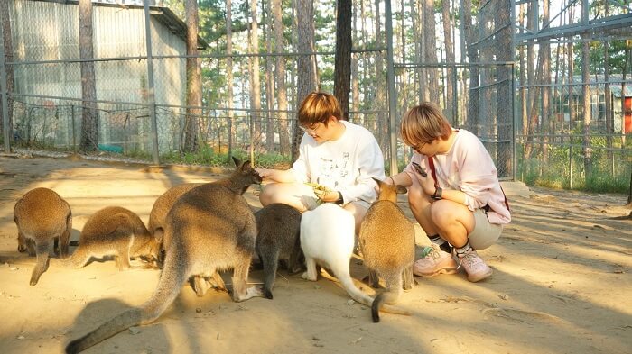 안호아(An Hoa) 양떼목장과 같은 독특한 명소 외에도 ZooDoo Phan Rang 동물원은 동물과 자연을 사랑하는 사람들에게 훌륭한 장소입니다.