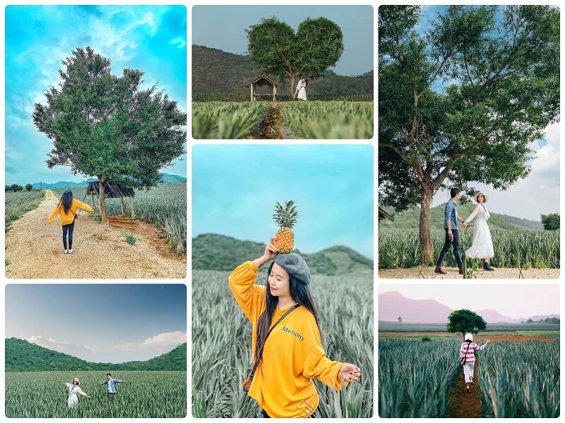 Đồi dứa Tam Điệp