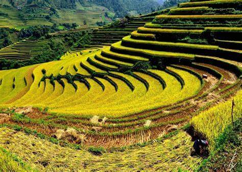 ディエンビエン盆地の真ん中にあるムオンタン畑の詩的な美しさ