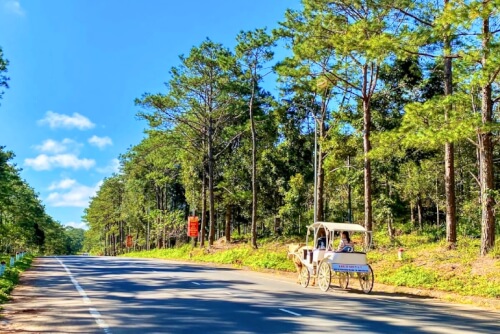 Rừng thông Măng Đen - một thoáng mộng mơ đại ngàn Tây Nguyên