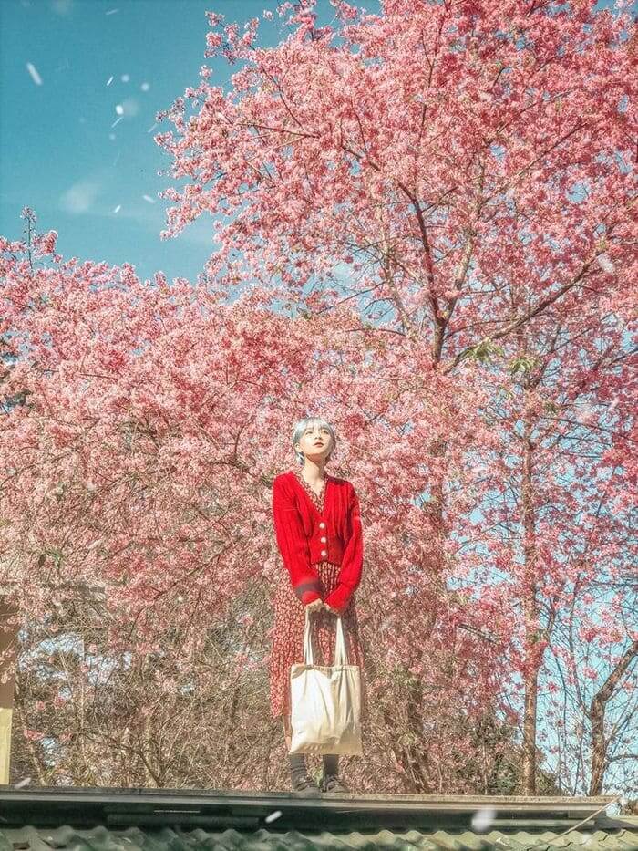 Vườn hoa anh đào Mường Phăng.