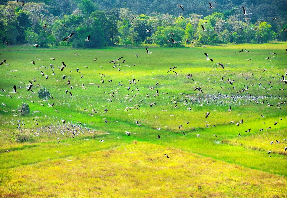 豊かな動植物が生息するこの場所は、タイニンの魅力的な目的地となっています。