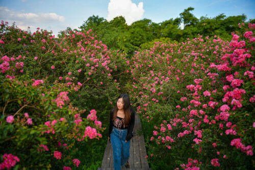 ハノイの穏やかな花の季節