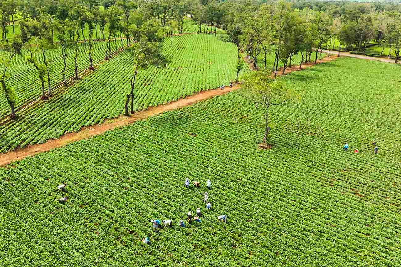 비엔호체(Bien Ho Che)는 플레이쿠(Pleiku) 도심에서 약 10km 떨어진 응이아흥(Nghia Hung) 마을에 위치하고 있습니다.