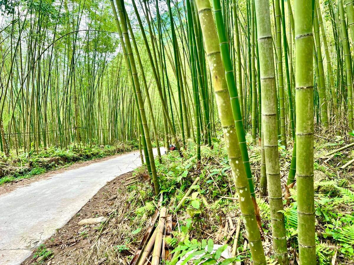 背の高い竹が群生する緑の景色を眺めることができます。