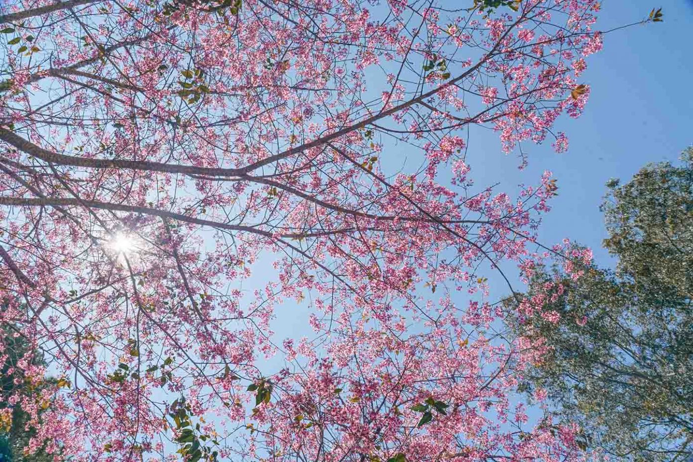 ダラット中心部で桜が遅く開花