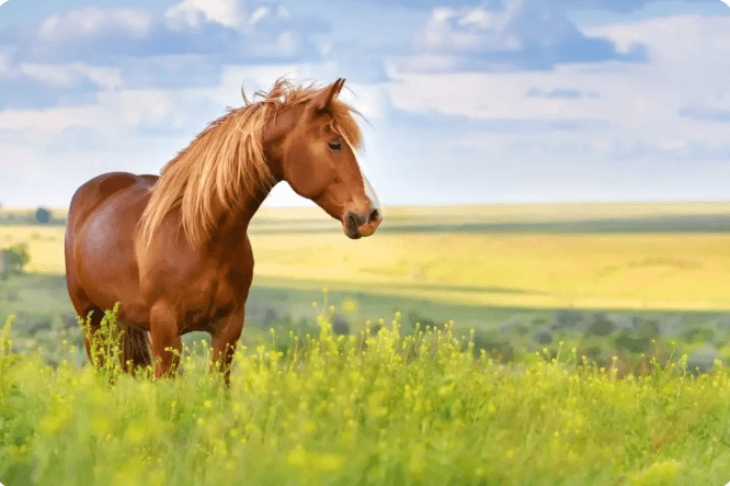 Trại ngựa Bá Vân