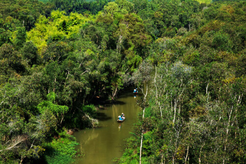 U Minh Thuong の森 - この森は世界で最も希少な森に分類されます