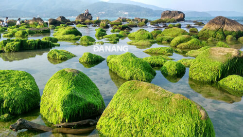 Mùa rêu xanh mướt tại rạn Nam Ô