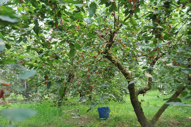 Vườn dâu tằm Mỹ Khánh