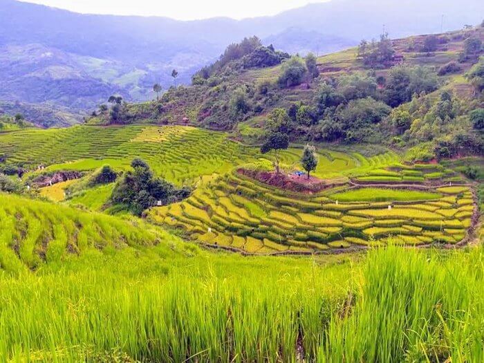 Ruộng bậc thang Măng Ri