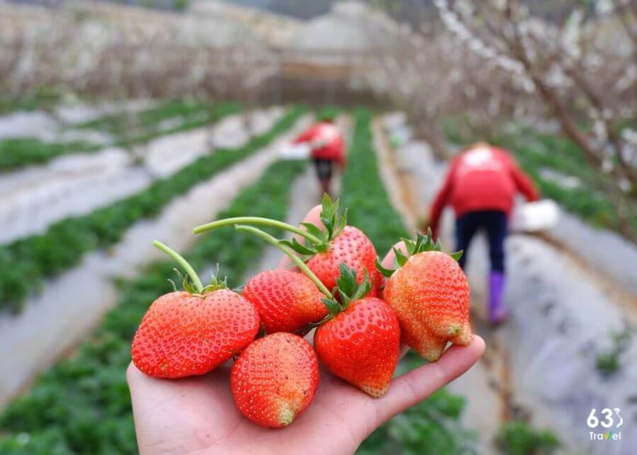 Dâu tây Mộc Châu mua làm quà