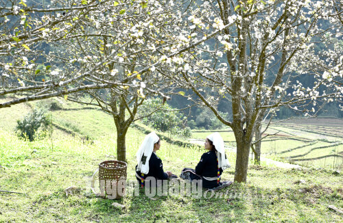 Du khách chụp ảnh tại vường hoa Lê Hồng Thái