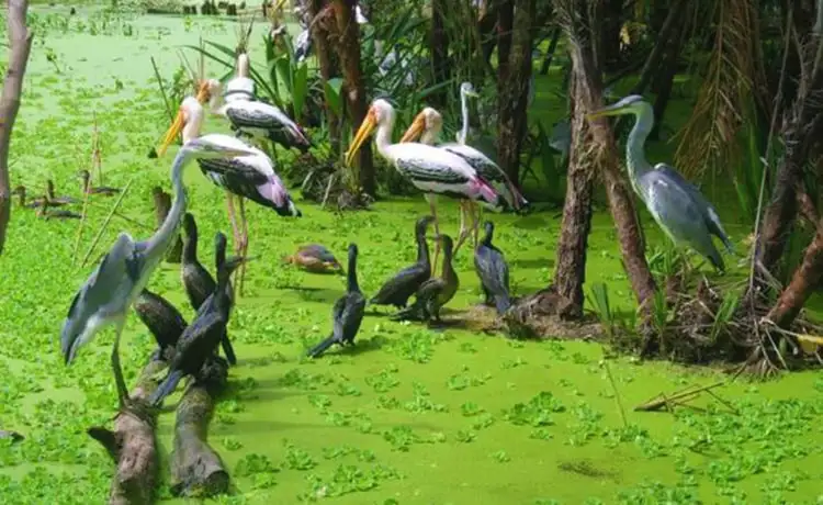 カマウ鳥園には、コウノトリ、白鷺、蘭など、さまざまな鳥が生息しています。鳥は群れで生活することが多く、密集して滞在するため、都会の喧騒とは異なる美しさを生み出します。