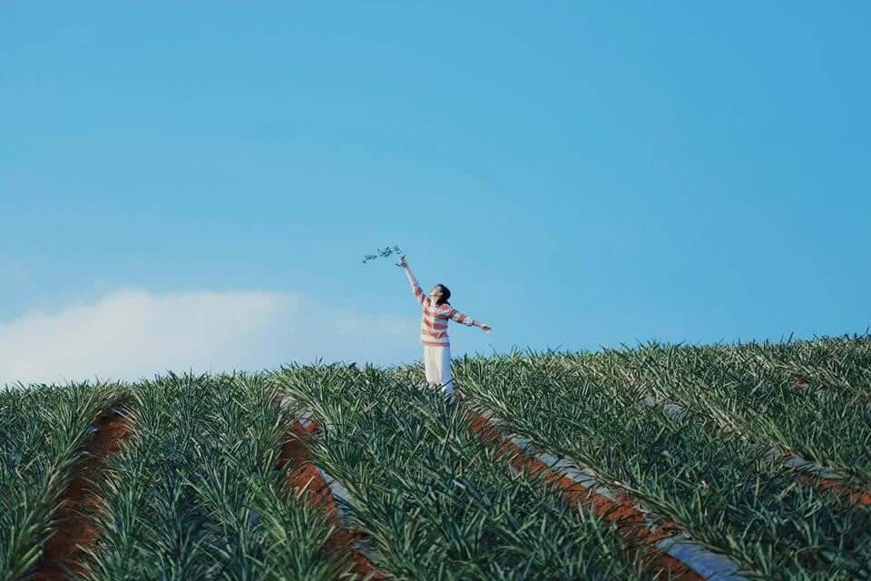 탐 디프 파인애플 힐